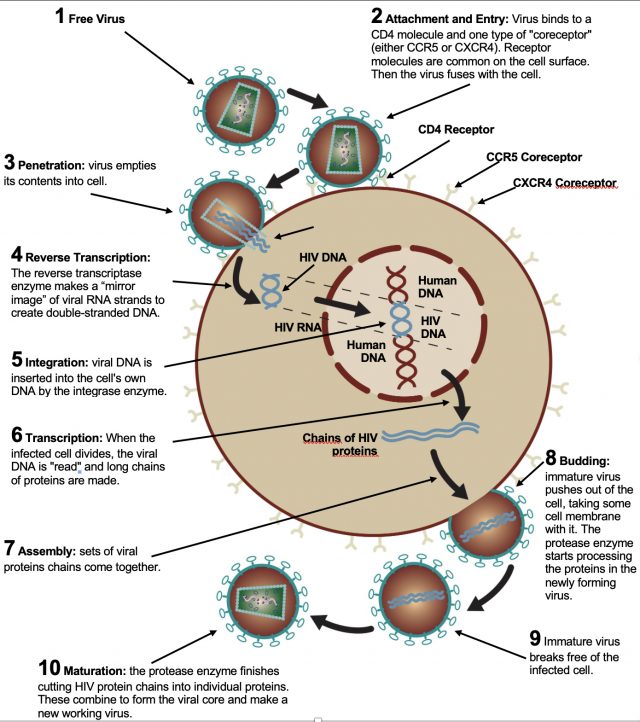 Hiv Life Cycle Chart